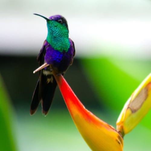 Costa Rica