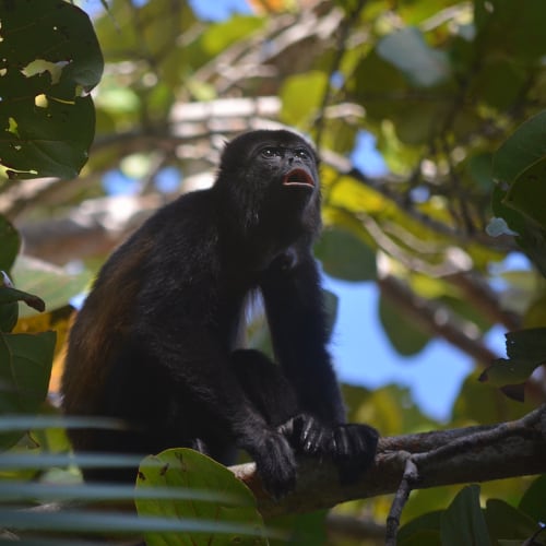 Panama